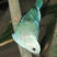 Blue-gray Tanager